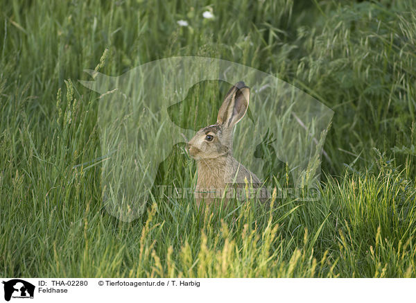 Feldhase / brown hare / THA-02280