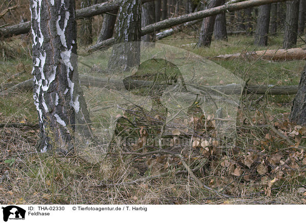 Feldhase / brown hare / THA-02330