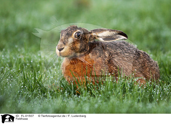 Feldhase / european brown hare / FL-01507