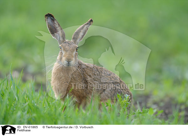 Feldhase / brown hare / DV-01865