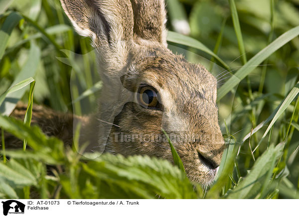 Feldhase / brown hare / AT-01073