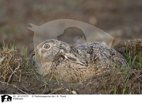 Feldhase / brown hare / AT-01075