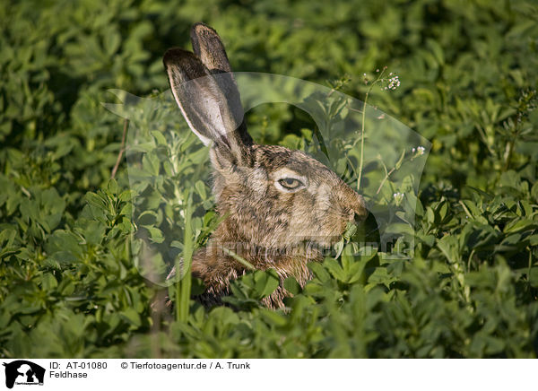 Feldhase / brown hare / AT-01080
