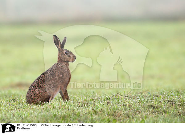 Feldhase / brown hares / FL-01585