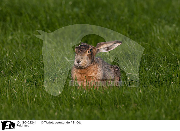 Feldhase / European hare / SO-02241