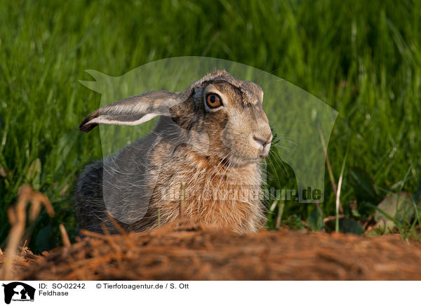 Feldhase / European hare / SO-02242