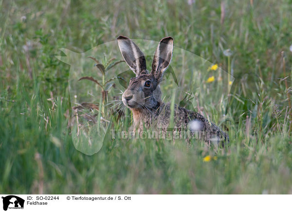 Feldhase / European hare / SO-02244