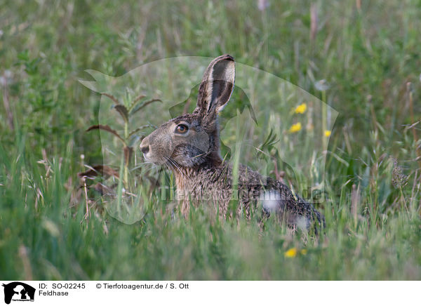 Feldhase / European hare / SO-02245