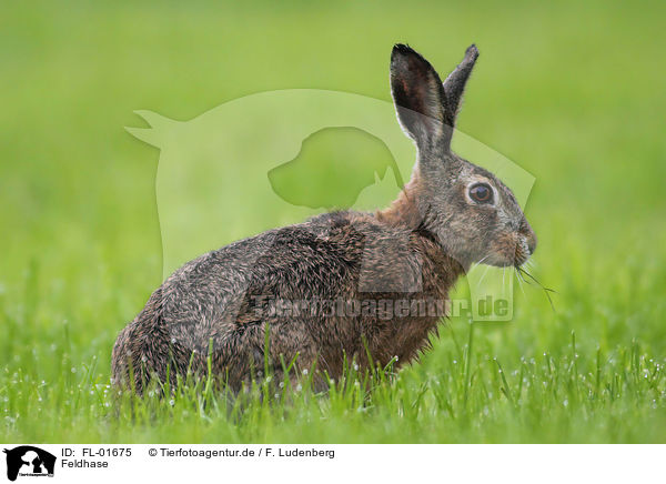 Feldhase / brown hare / FL-01675