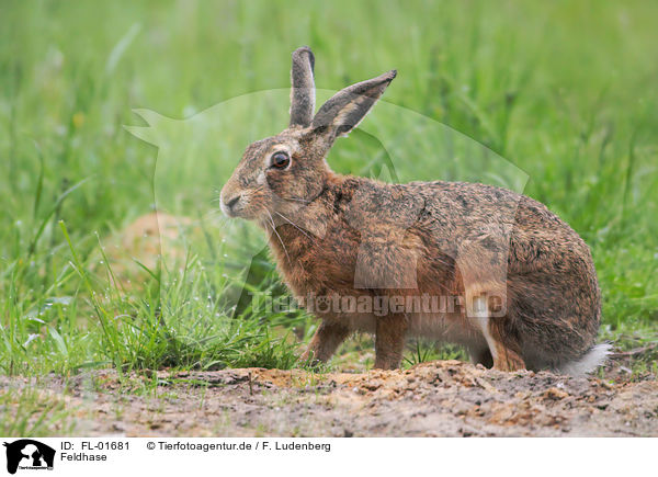 Feldhase / brown hare / FL-01681