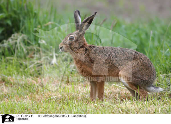 Feldhase / brown hare / FL-01711
