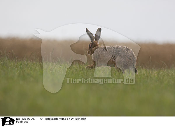 Feldhase / brown hare / WS-03967