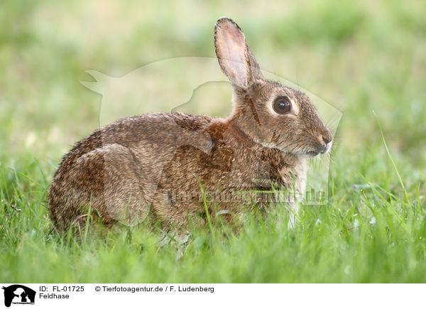 Feldhase / brown hare / FL-01725
