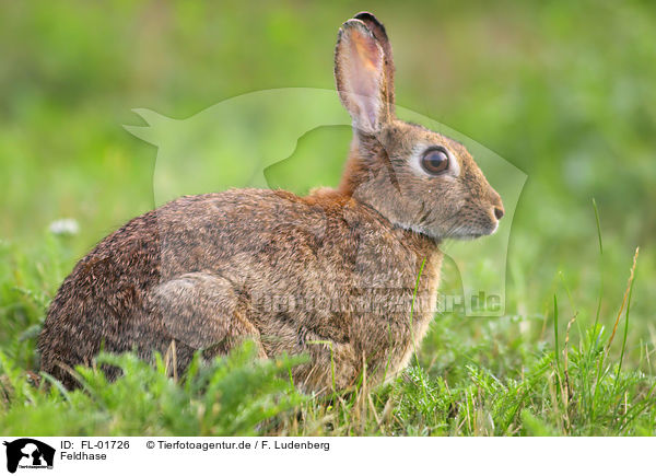 Feldhase / brown hare / FL-01726