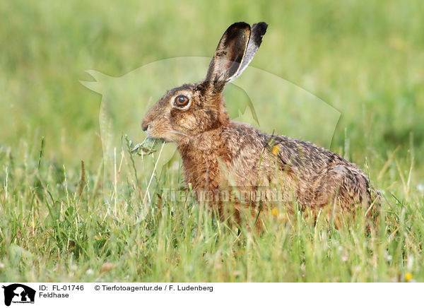 Feldhase / brown hare / FL-01746