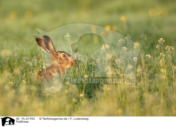 Feldhase / brown hare / FL-01763