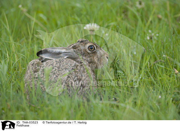 Feldhase / brown hare / THA-03523