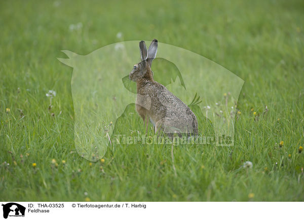 Feldhase / brown hare / THA-03525