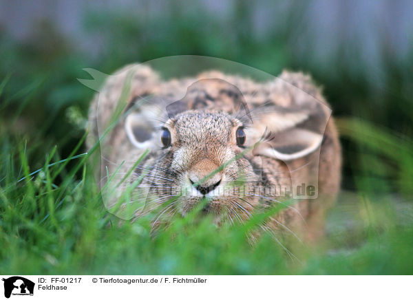 Feldhase / brown hare / FF-01217