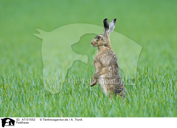 Feldhase / AT-01552