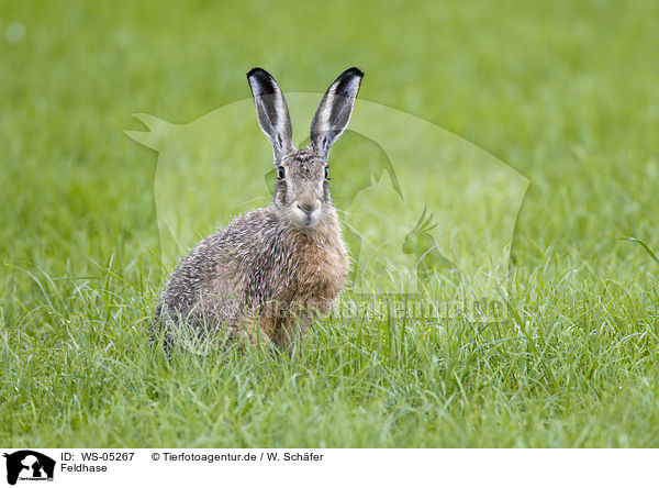 Feldhase / brown hare / WS-05267