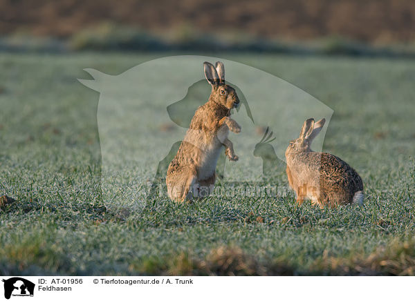 Feldhasen / brown hares / AT-01956