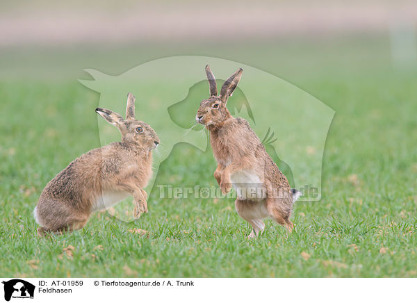 Feldhasen / brown hares / AT-01959