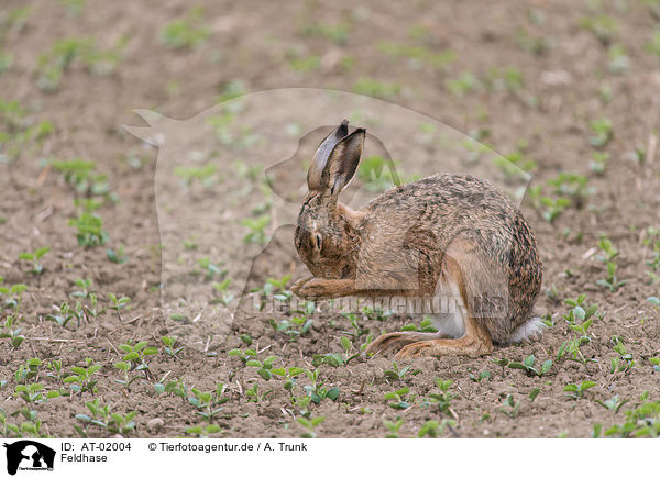 Feldhase / European brown hare / AT-02004