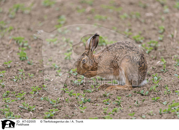 Feldhase / European brown hare / AT-02005