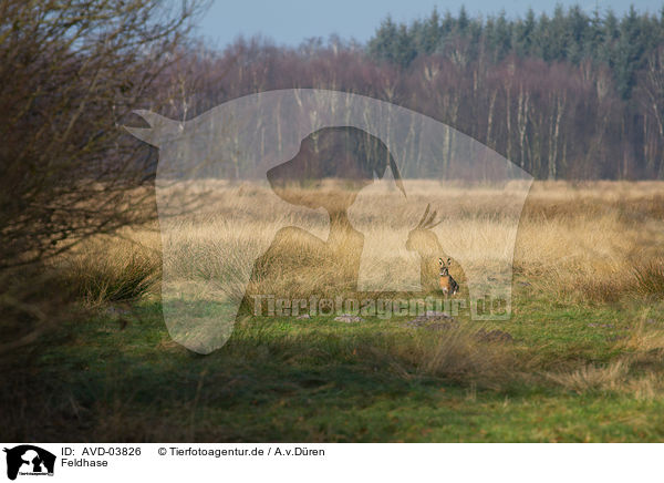 Feldhase / brown hare / AVD-03826