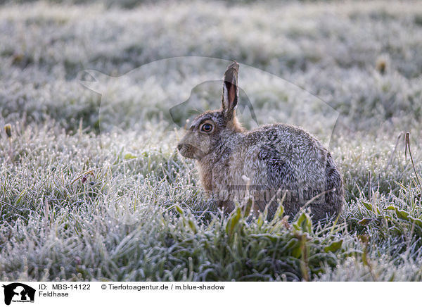 Feldhase / brown hare / MBS-14122