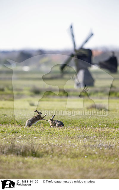 Feldhasen / brown hares / MBS-14126