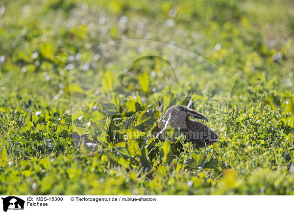 Feldhase / brown hare / MBS-15300