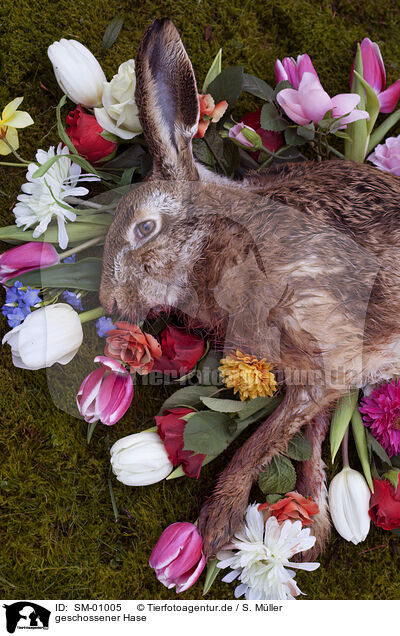 geschossener Hase / shot hare / SM-01005
