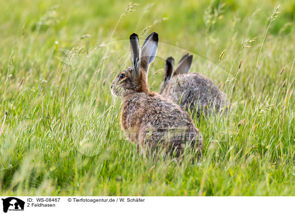 2 Feldhasen / 2 brown hares / WS-08467