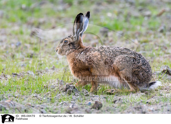 Feldhase / brown hare / WS-08479