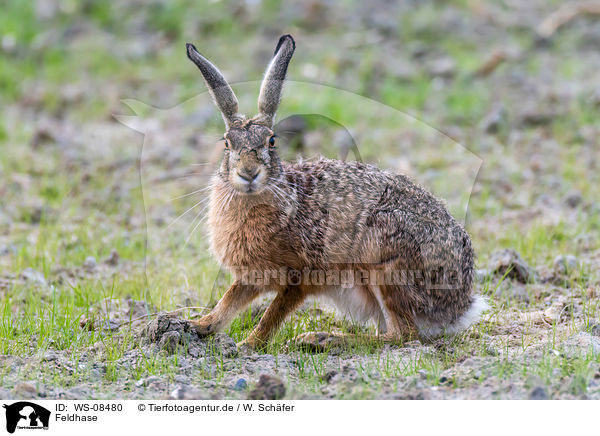Feldhase / brown hare / WS-08480