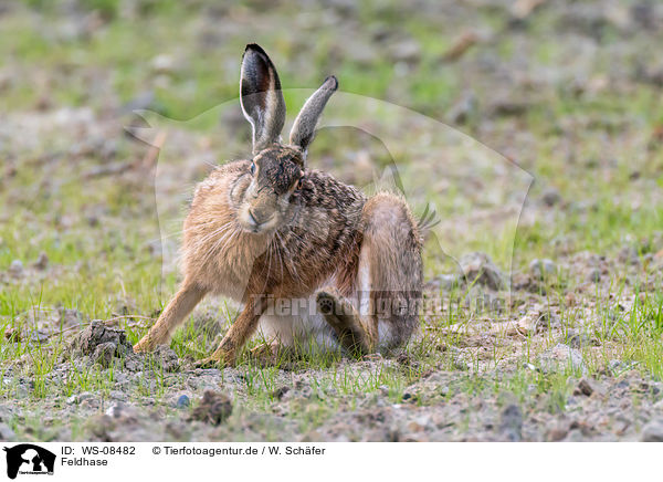Feldhase / brown hare / WS-08482