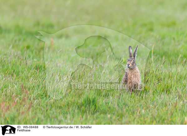 Feldhase / brown hare / WS-08488