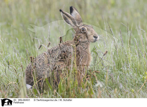 Feldhase / brown hare / WS-08491