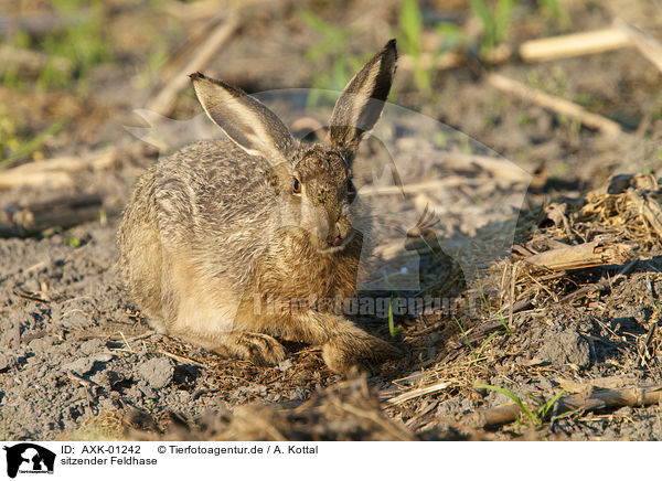 sitzender Feldhase / sitting Brown Hare / AXK-01242