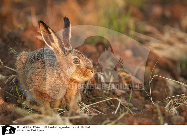 sitzender Feldhase / sitting Brown Hare / AXK-01244