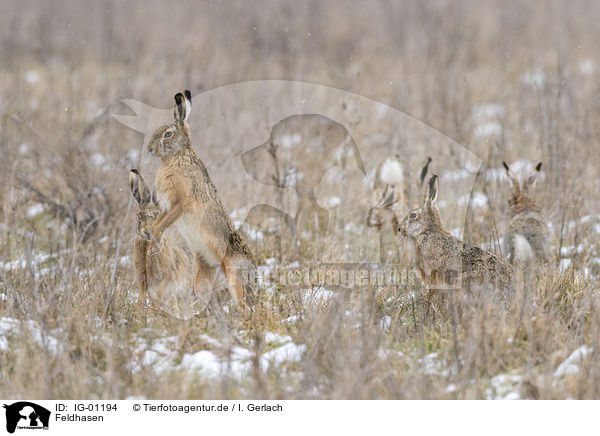 Feldhasen / Brown Hares / IG-01194