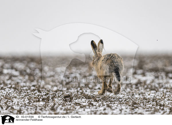 rennender Feldhase / running Brown Hare / IG-01598