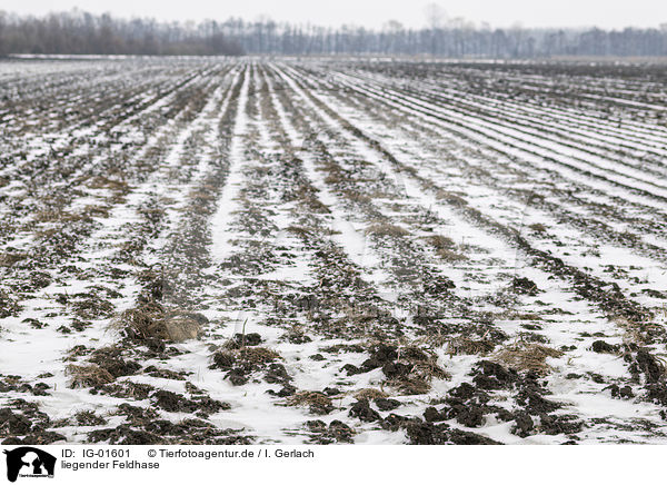 liegender Feldhase / lying Brown Hare / IG-01601