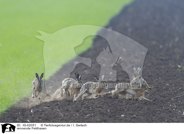rennende Feldhasen / running Brown Hares / IG-02051