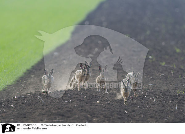 rennende Feldhasen / running Brown Hares / IG-02055