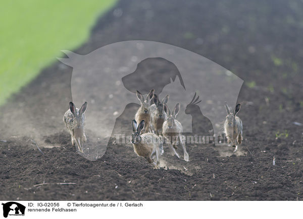 rennende Feldhasen / running Brown Hares / IG-02056