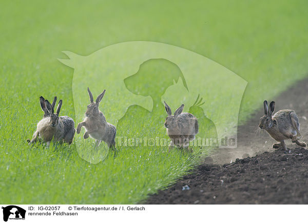 rennende Feldhasen / running Brown Hares / IG-02057