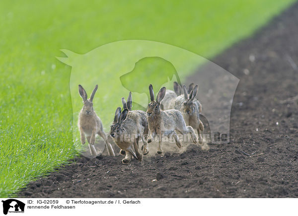 rennende Feldhasen / running Brown Hares / IG-02059